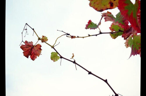 Sagrantino foliage