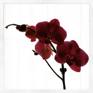 Haiku #18.01.2015