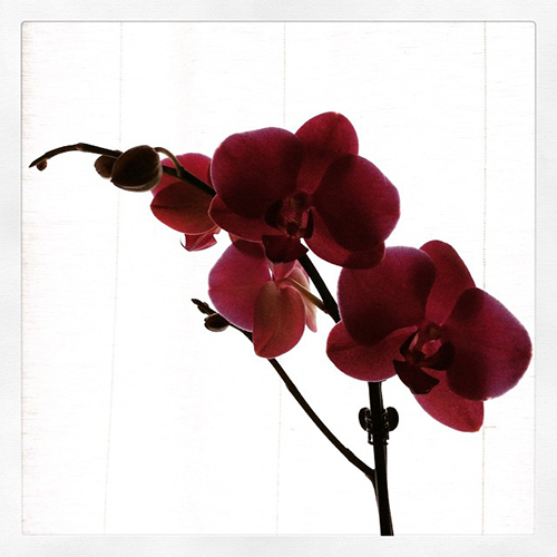 Haiku #18.01.2015