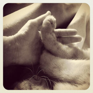 Tempo Gatto