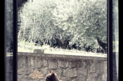 Libero Gatto