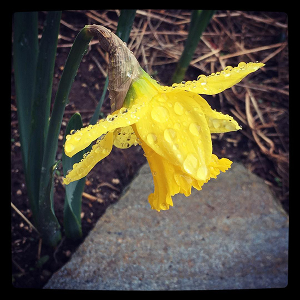 Narcissus jonquilla