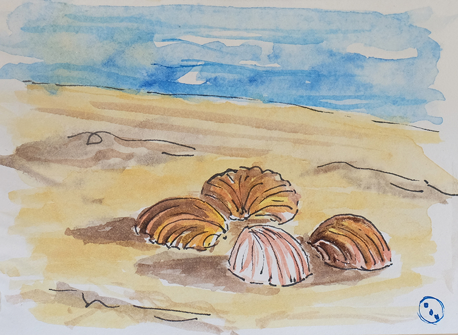 Conchiglie, spiaggia di maggio